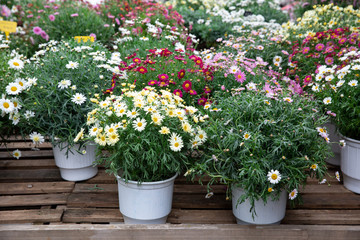 Springtime variety of potted daisies in the flowers bar.