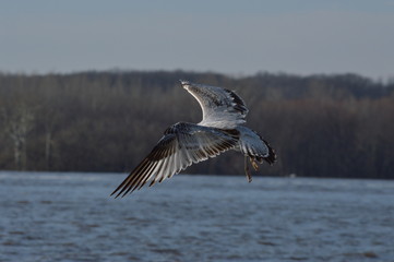 Seagulls hanging by the river