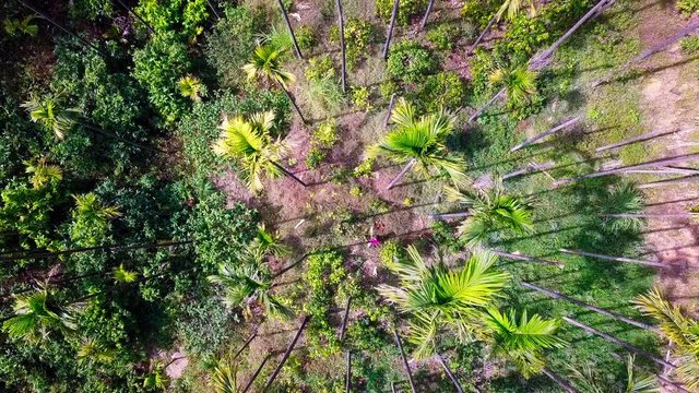 palms in coorg, Karnataka, India