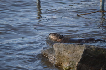 Beaver on a swim in the river