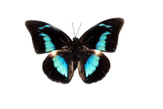 Big butterfly with blue wings, isolate on white background, prepona demophon