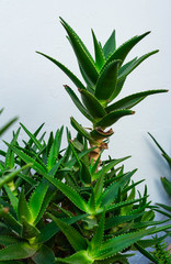 echte Aloe Vera Pflanzen im Topf