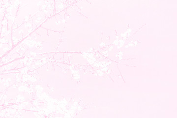 Romantic blossom sakura flower petals.Sakura branch in springtime with falling petals.