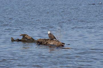 Eagle on the river