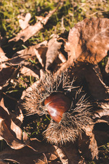 Chestnut on the floor in autumn