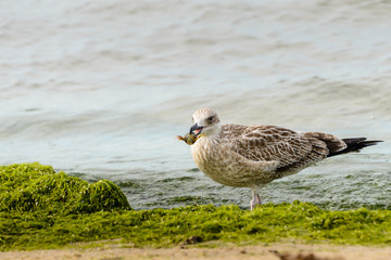 Sea gull with prey in its beak. Fat seagull on the beach holds in its beak caught crab. After a storm in the coastal strip of the sea in the algae birds can find a lot of different food.