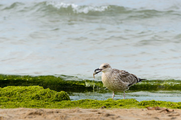 Sea gull with prey in its beak. Fat seagull on the beach holds in its beak caught crab. After a storm in the coastal strip of the sea in the algae birds can find a lot of different food.