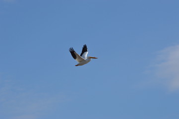 Pelicans on the river