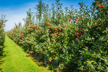 Apfelplantage vor der Ernte