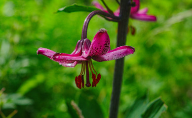 Martagon Lily or Turk's-cap [Lilium martagon]
