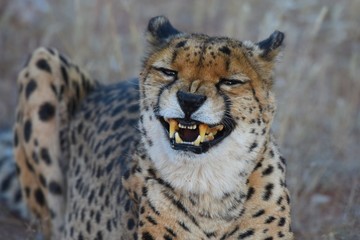 Gepard (Acinonyx jubatus)