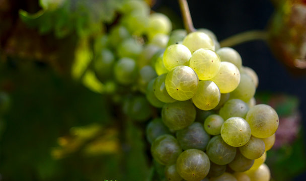 Closeup photograph of a bunch of white  chasselas grapes