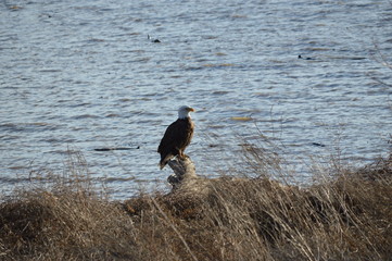 Eagle on the river