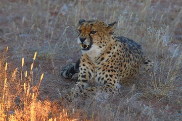 Gepard (Acinonyx jubatus)