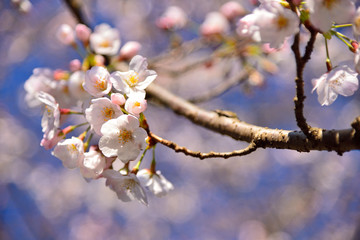 桜の花