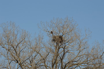 Eagle on the river