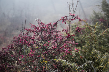 Mysterious dark autumn forest in fog with orange leaves, road, trees and branches.