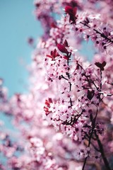 spring twig with pink flowers on the blue sky background