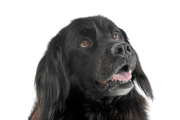 Portrait of an adorable Newfoundland looking up curiously