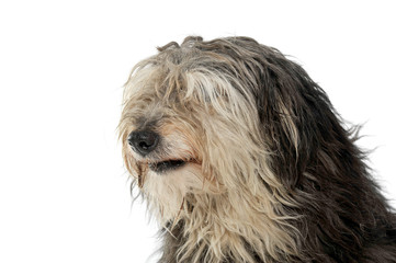 Portrait of an adorable Tibetan Terrier with hair covering eyes