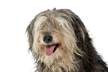 Portrait of an adorable Tibetan Terrier with hair covering eyes