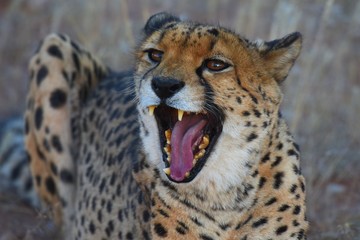 Gepard (Acinonyx jubatus)