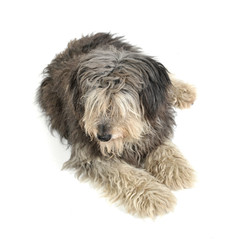 Studio shot of an adorable Tibetan Terrier lying with hair covering eyes