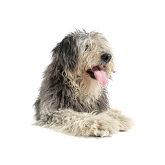 Studio shot of an adorable Tibetan Terrier with hair covering eyes looking satisfied