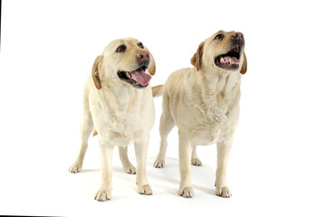 Studio shot of two adorable Labrador retriever looking satisfied