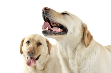 Studio shot of two adorable Labrador retriever looking satisfied