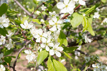 Spring blossom tree background