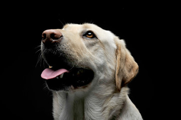 Portrait of an adorable Labrador retriever looking up curiously
