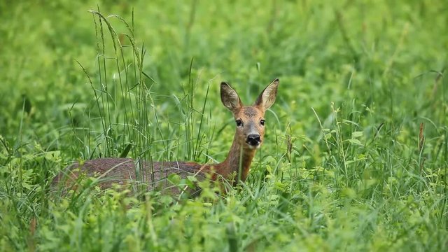 Chevreuil dans les herbes