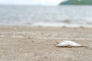 Dead fish on the beach and dirty
