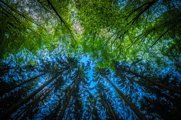 Wald im Sauerland