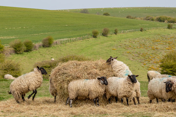 Fototapeta premium Sheep feeding on hay in the South Downs in Sussex, on a spring day