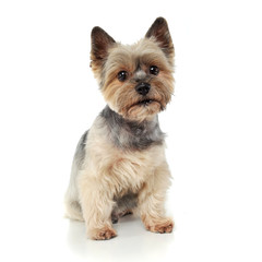 Studio shot of an adorable Yorkshire Terrier looking curiously at the camera