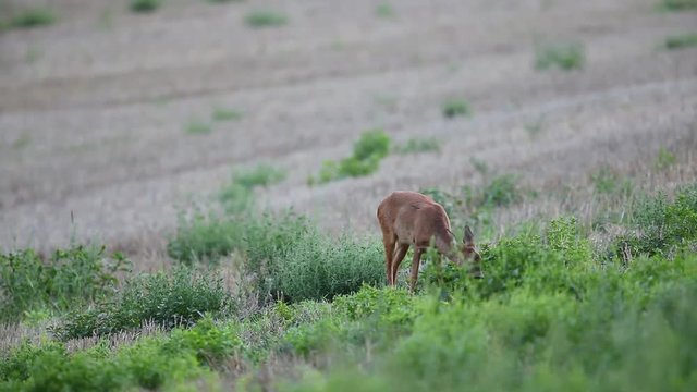 Chevreuil en train de manger
