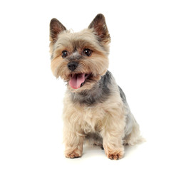 Studio shot of an adorable Yorkshire Terrier looking curiously  at the camera