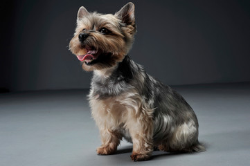 Studio shot of an adorable Yorkshire Terrier looking satisfied