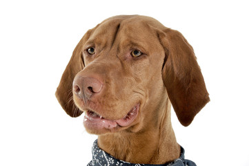 Portrait of an adorable magyar vizsla with blue kerchief looking curiously