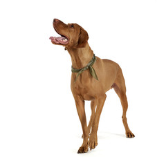 Studio shot of an adorable magyar vizsla with green kerchief looking up curiously