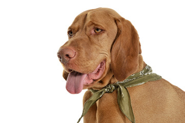 Portrait of an adorable magyar vizsla with green kerchief looking satisfied