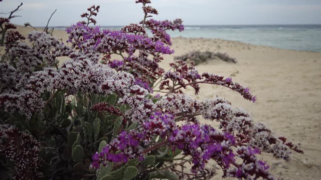 Flowering desert plant on the Red Sea, Marsa Alam, Egypt