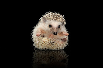 An adorable African white- bellied hedgehog looking at the camera