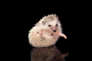 An adorable African white- bellied hedgehog looking funny