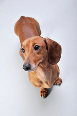 Studio shot of an adorable short-haired Dachshund looking up curiously