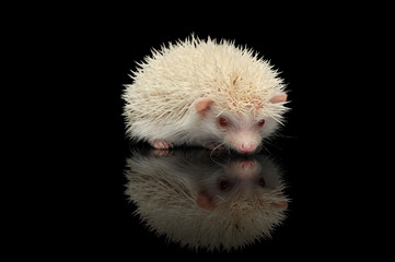 An adorable African white- bellied hedgehog standing on black background