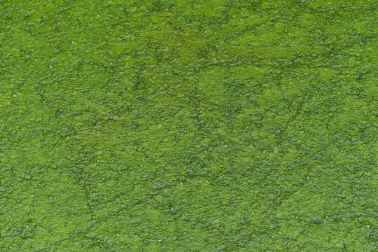Standing water covered with green algae.