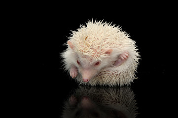 An adorable African white- bellied hedgehog sitting on black background